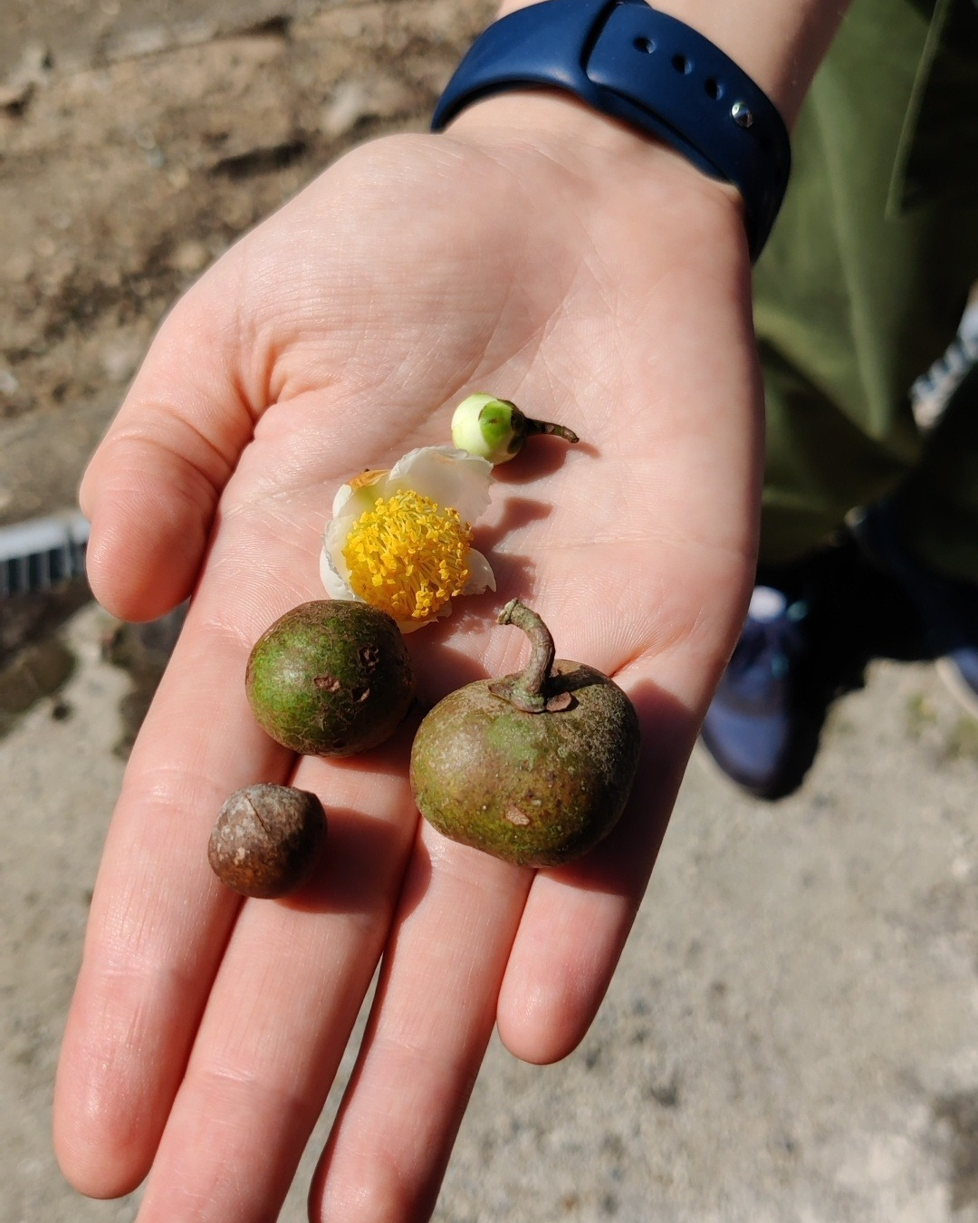 Japanese Tea Intermediate Course*