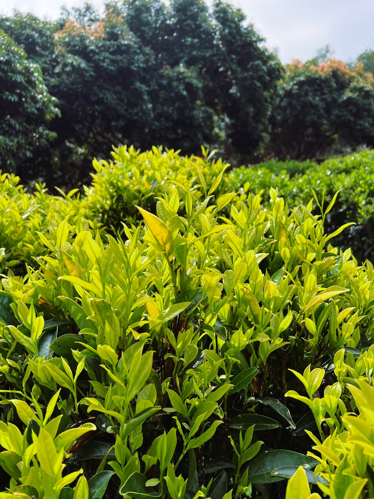 Phoenix Dancong Tasting & Exploration Workshop