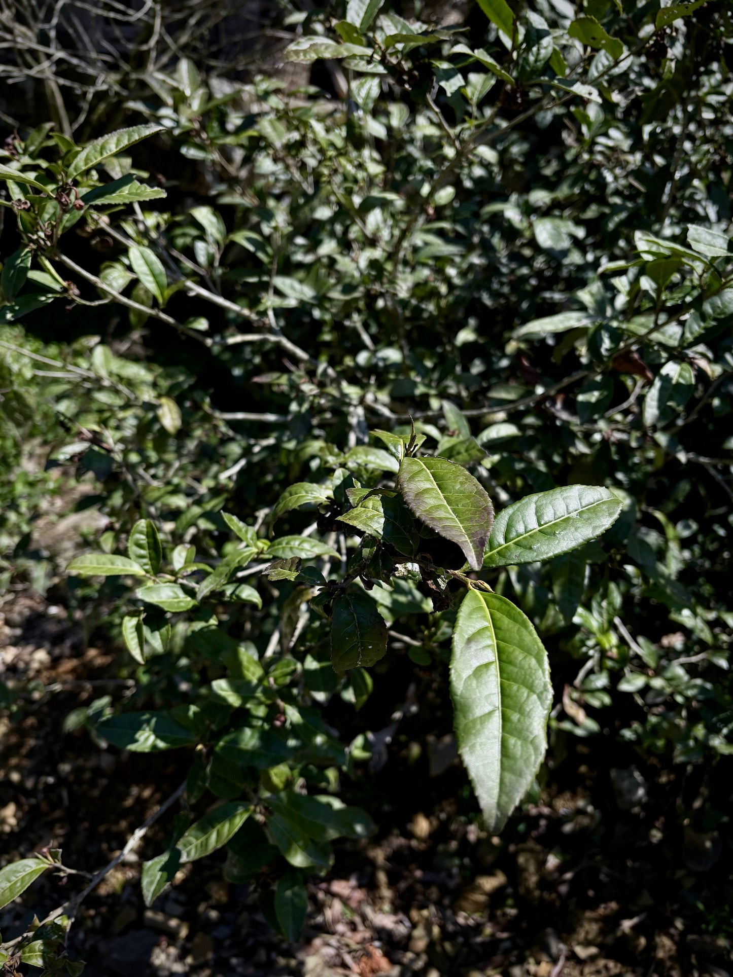 June 2026 Tea Class